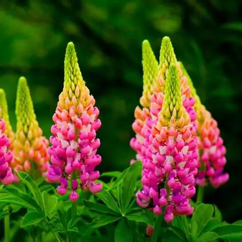 Lupins